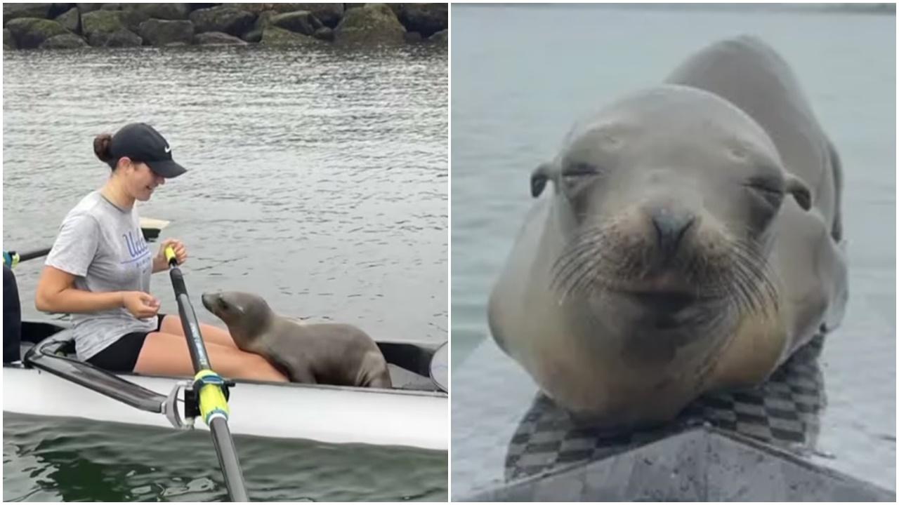 加國女賽艇練習遇不速之客，一個決定救回一命。(YouTube)