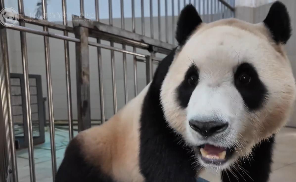 大熊貓福寶將於明日跟公眾見面，當日園區限接待999人。(微博)