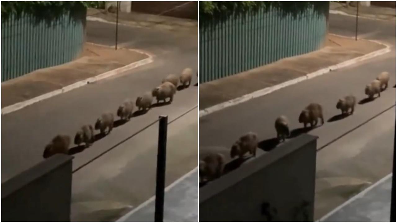 水豚家族深夜超萌巡遊，連Google官方都想參加。(X)