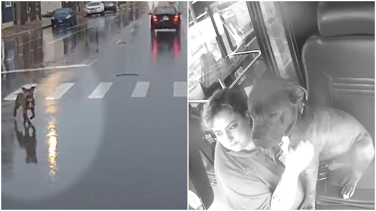 落雨狗狗走失，巴士司機開車門給避雨助找主人獲嘉獎。(FB)