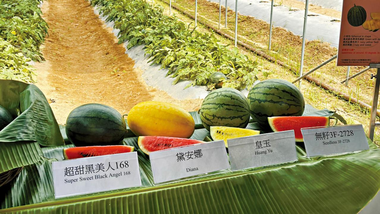 周五起辦本地有機西瓜節 「超甜黑美人168」甜度最高
