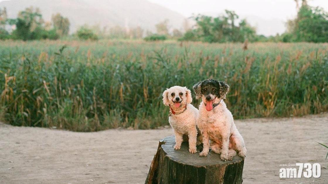 畢業相好去處｜南生圍、迪欣湖、南蓮園池等5個著畢業袍打卡