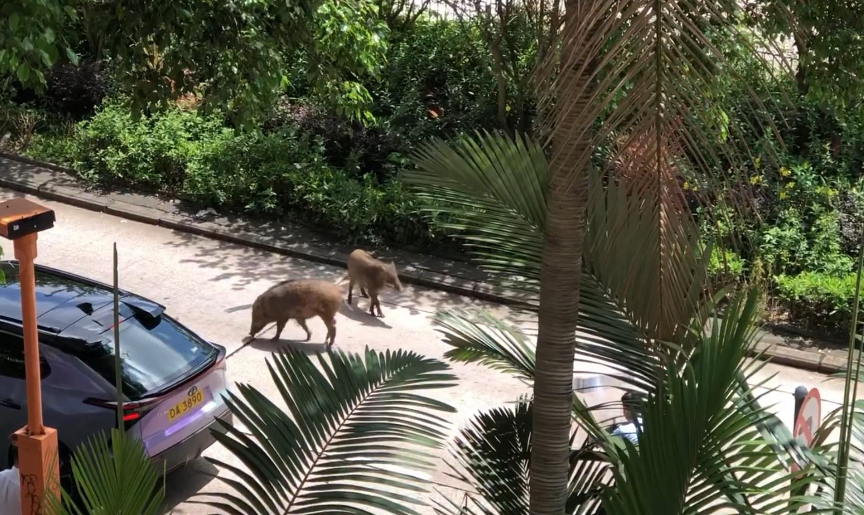 兩隻野豬出沒深水埗鬧市 被警圍捕終中麻醉槍被帶走