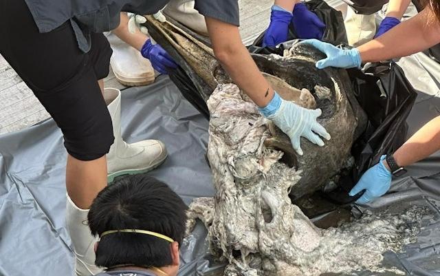 （海洋公園保育基金提供）