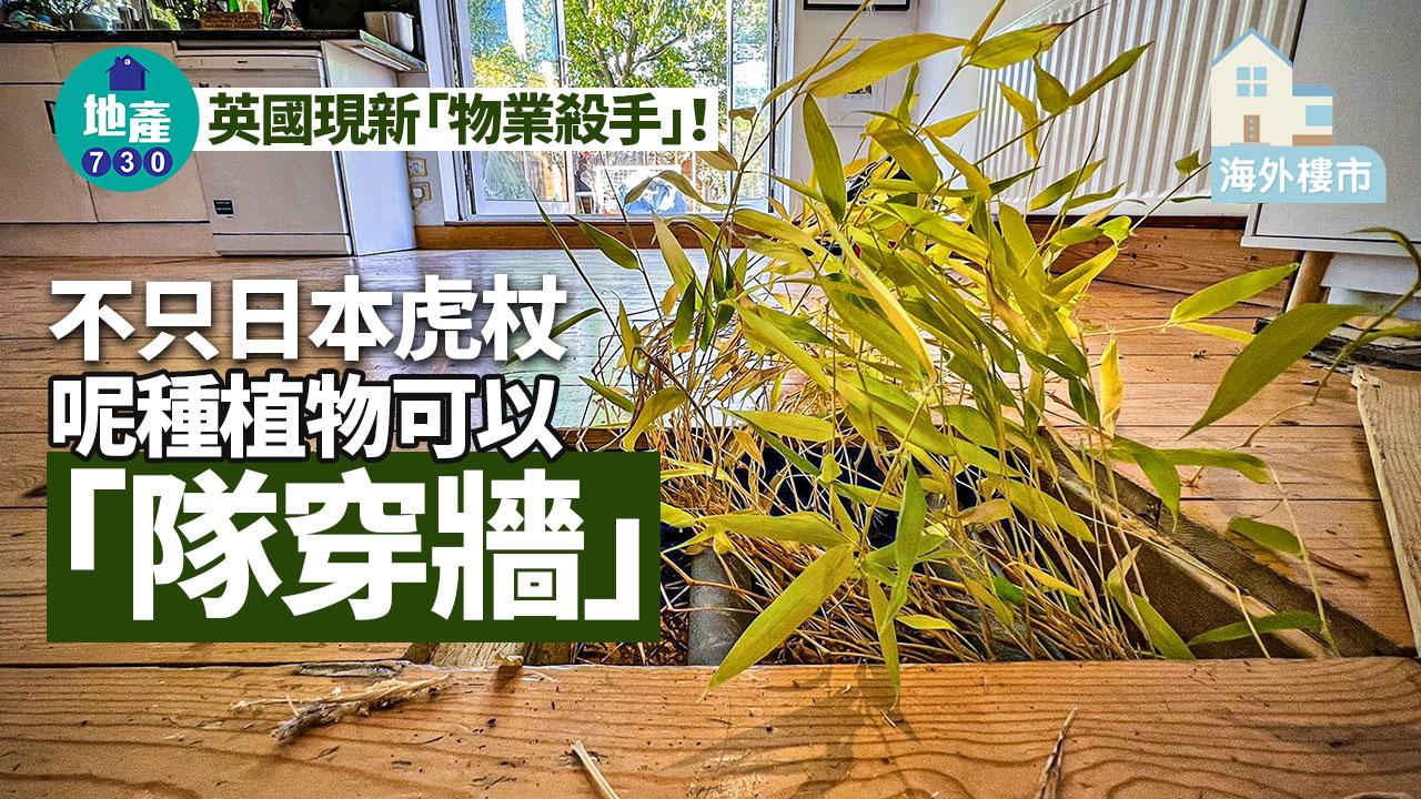 海外樓市｜英國現新「物業殺手」！不只日本虎杖 呢種植物可「隊穿牆」