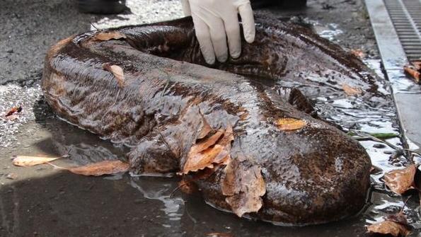 居民在京都鴨川發現巨型怪魚。(互聯網)