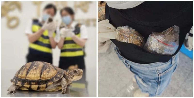   皇崗海關關員在福田口岸查獲一名旅客身藏6隻活體龜，意圖走私進內地。（中國海關總署）