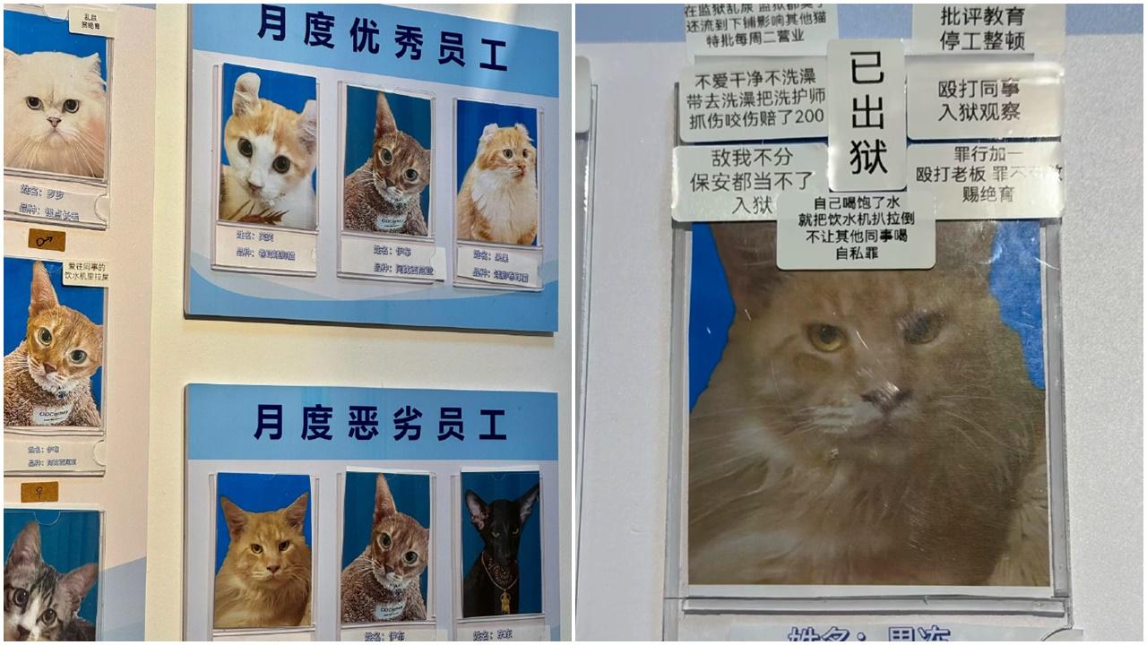 貓Café公布月度惡劣員工名貼「通緝令」，緬因貓因毆打同事入獄。(微博)