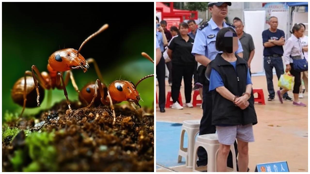 貴州婦不忿比蟻咬放火燒竇，釀森林大火令經濟損失141萬。