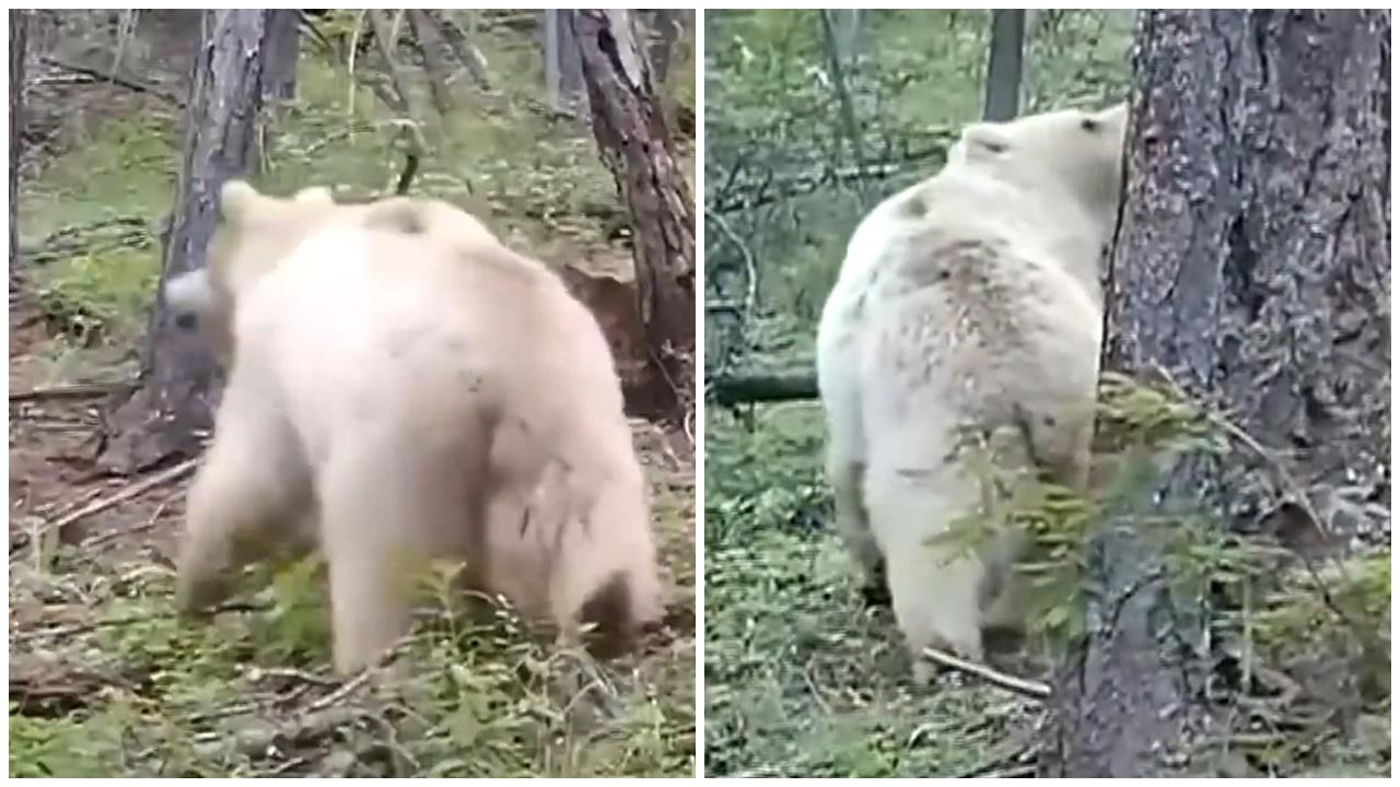 五十萬分之一機率，新疆發現罕見白色棕熊，網民：以為是北極熊。(微博)