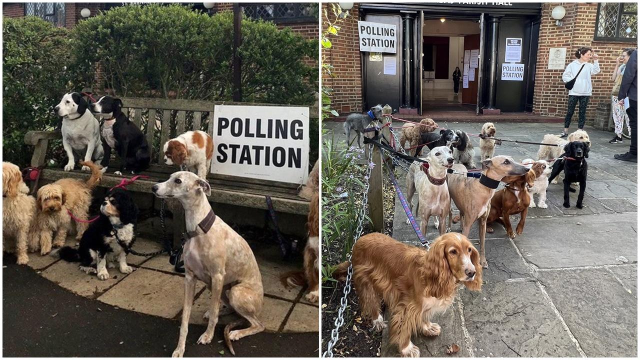 英國大選2024，「投票站狗狗」興起另類潮流登熱搜。(X)