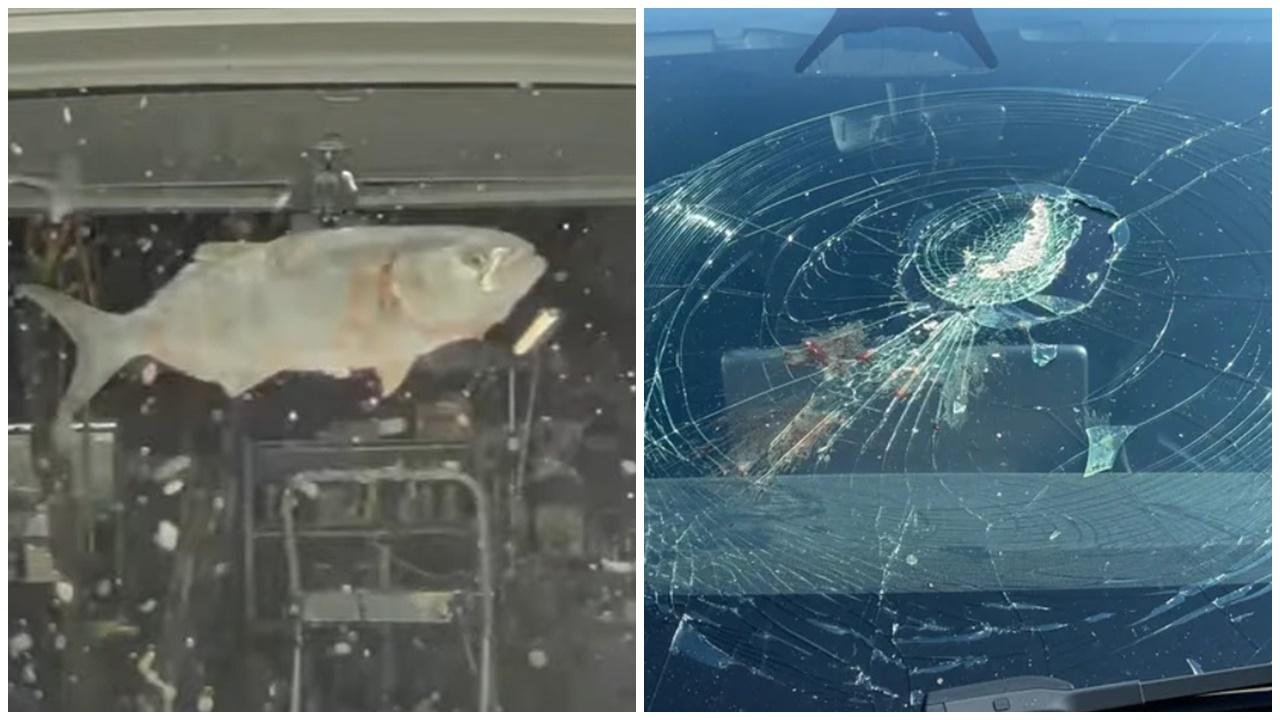 天降大魚砸爆Tesla擋風玻璃，美夫婦翻查車Cam抽真兇。(YouTube)