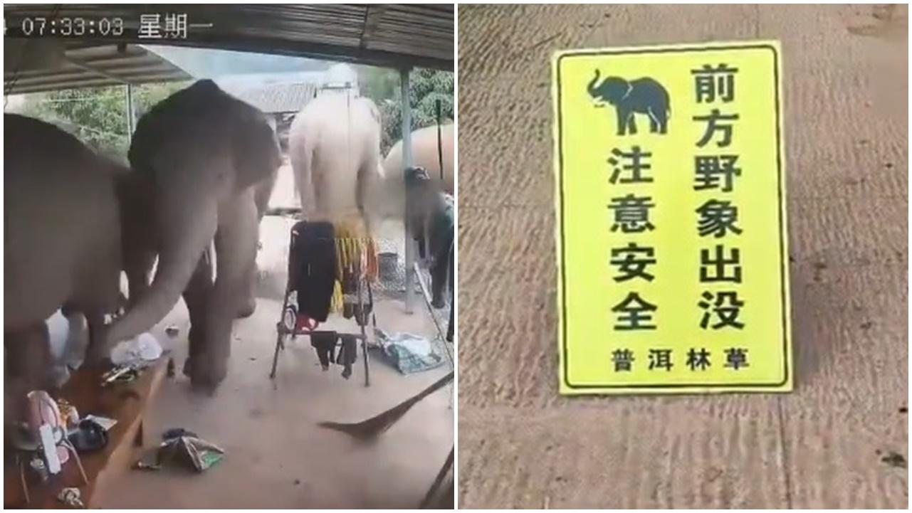 雲南驚見大象群闖民宅搗亂，普洱市一度發預警。(微博)