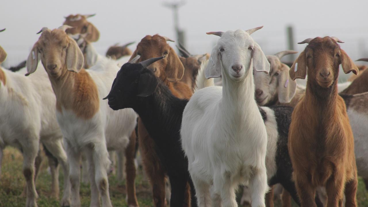 9隻山羊多次集體逃走，警方幫忙搵番11隻。