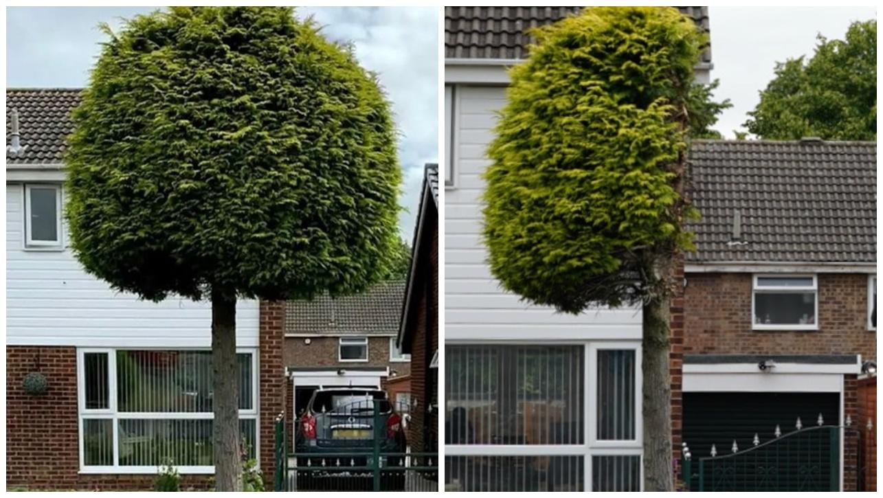 英屋主不滿鄰居大樹侵家園，將樹斬半竟變近五星景點。(X)