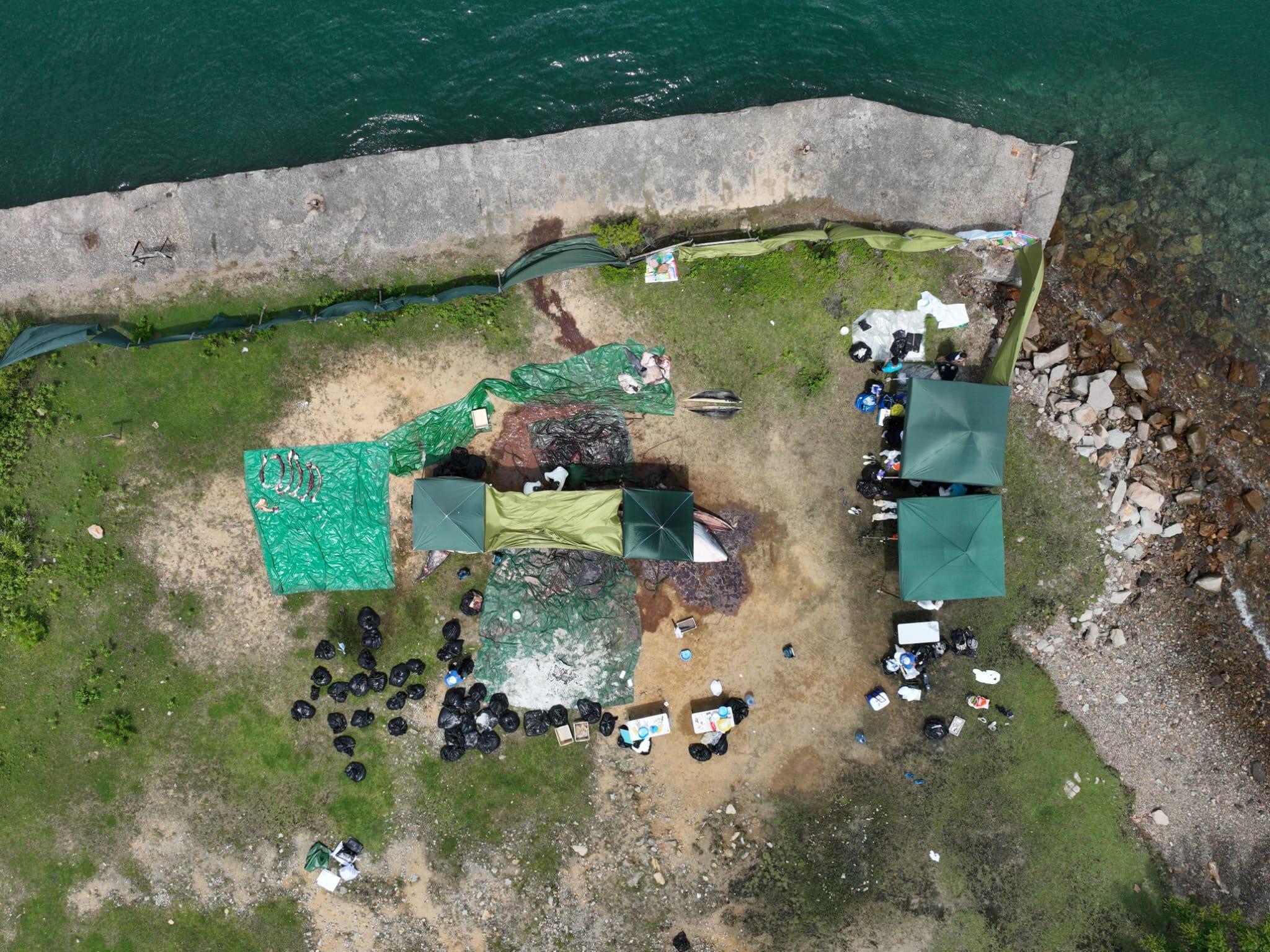 西貢鯨魚死亡｜調查報告料非觀鯨船導致　較大機會由其他類型船隻造成傷口