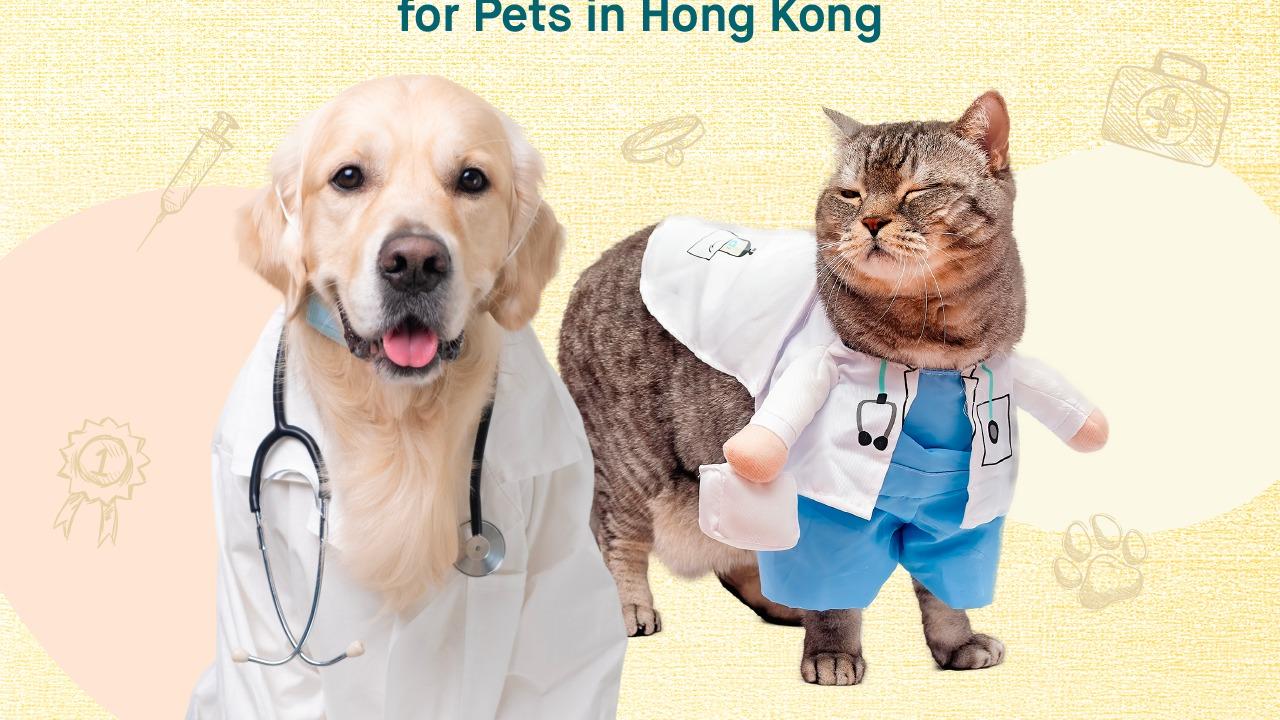 OneDegree上半年寵物保險收入增四成 推寵物危疾附加保