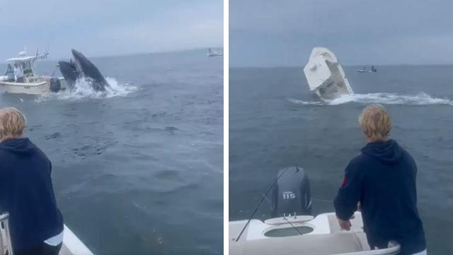 座頭鯨突然衝出水面，撞翻漁船。(互聯網)