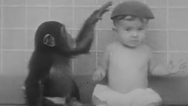 科學家驚揭猩猩識講「媽媽」過去「人猩共育計劃」曾黯然收場(有片)