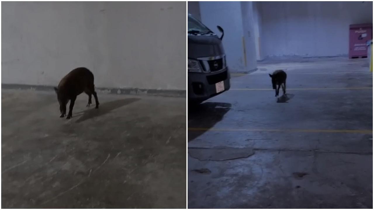 香港仔野豬闖屋苑停車場，目擊者憂被人道毀滅勸快走。(網上截圖)