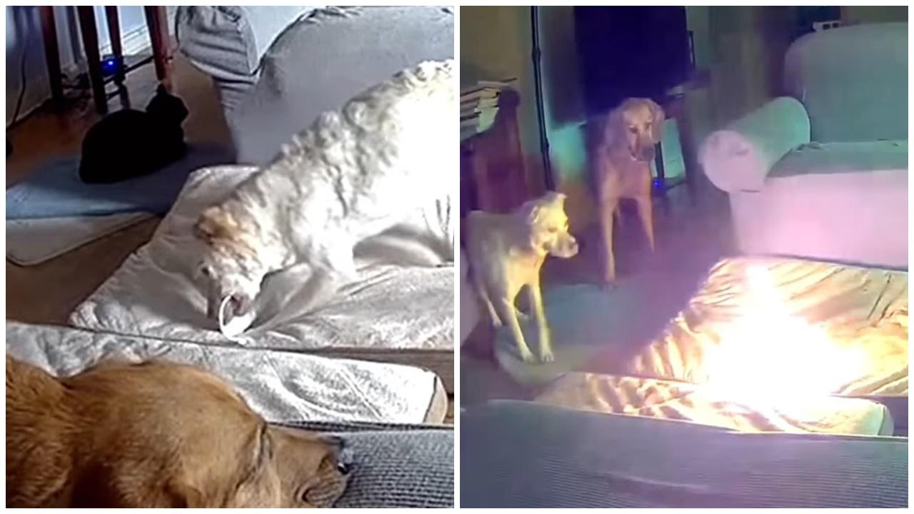 狗狗看屋發牙痕咬「尿袋」，火花一閃將家園燒毀。(FB)