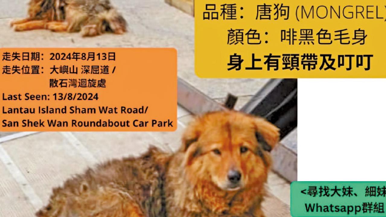 明日尋寶蓮禪寺被棄狗隻 組織發起搜索行動 8人一隊