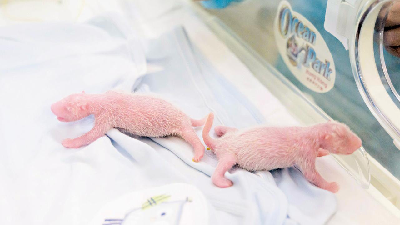 須擴建新館 研發文創產品 龐建貽：大熊貓BB較脆弱 進食穩定 