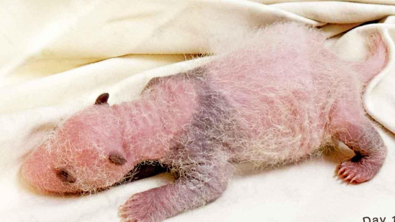 龍鳳胎大熊貓特徵現形  網民︰熊貓樣終於出現