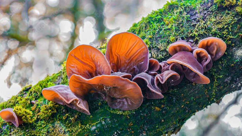 黑/白木耳的功效與宜忌 (附木耳瘦肉蛋花湯食譜)