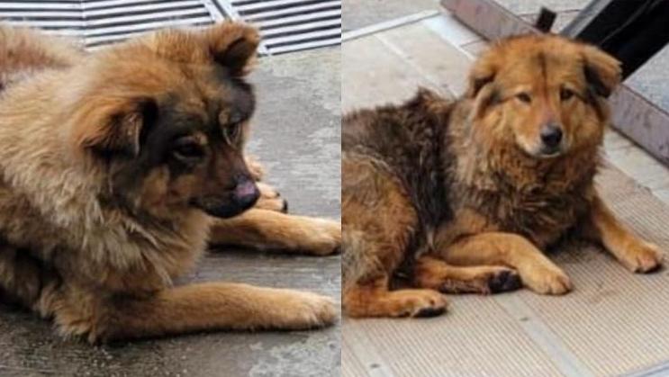 寶蓮寺傳有職員以膠袋笠頭 後山棄置兩唐狗 寺方：接獲投訴現正尋狗