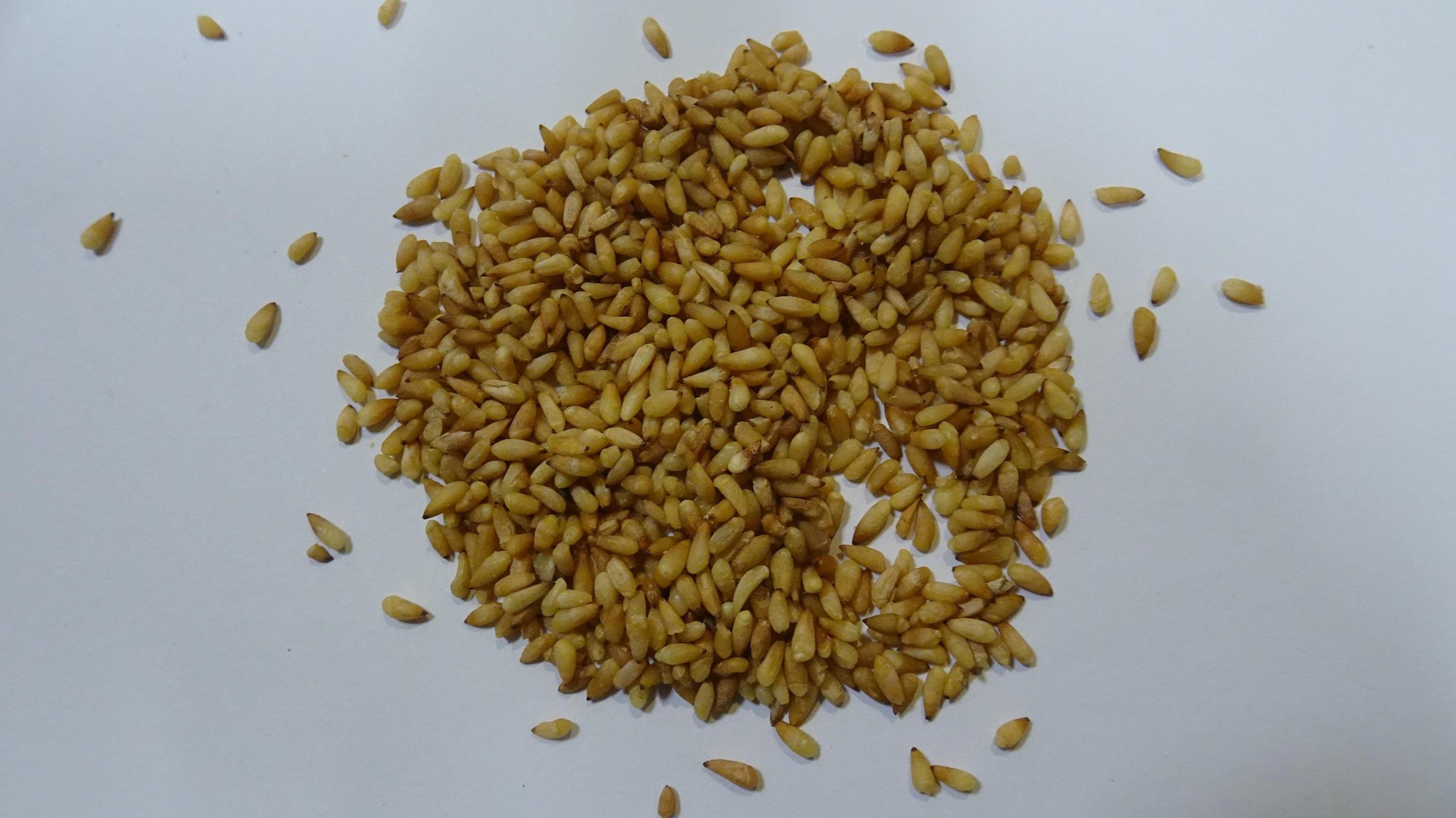 大埔中醫診所中藥材「柏子仁」黃曲霉毒素超標  衞生署下令回收