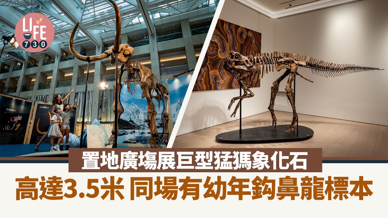 置地廣塲展巨型猛獁象化石 高達3.5米 同場有幼年鈎鼻龍標本 