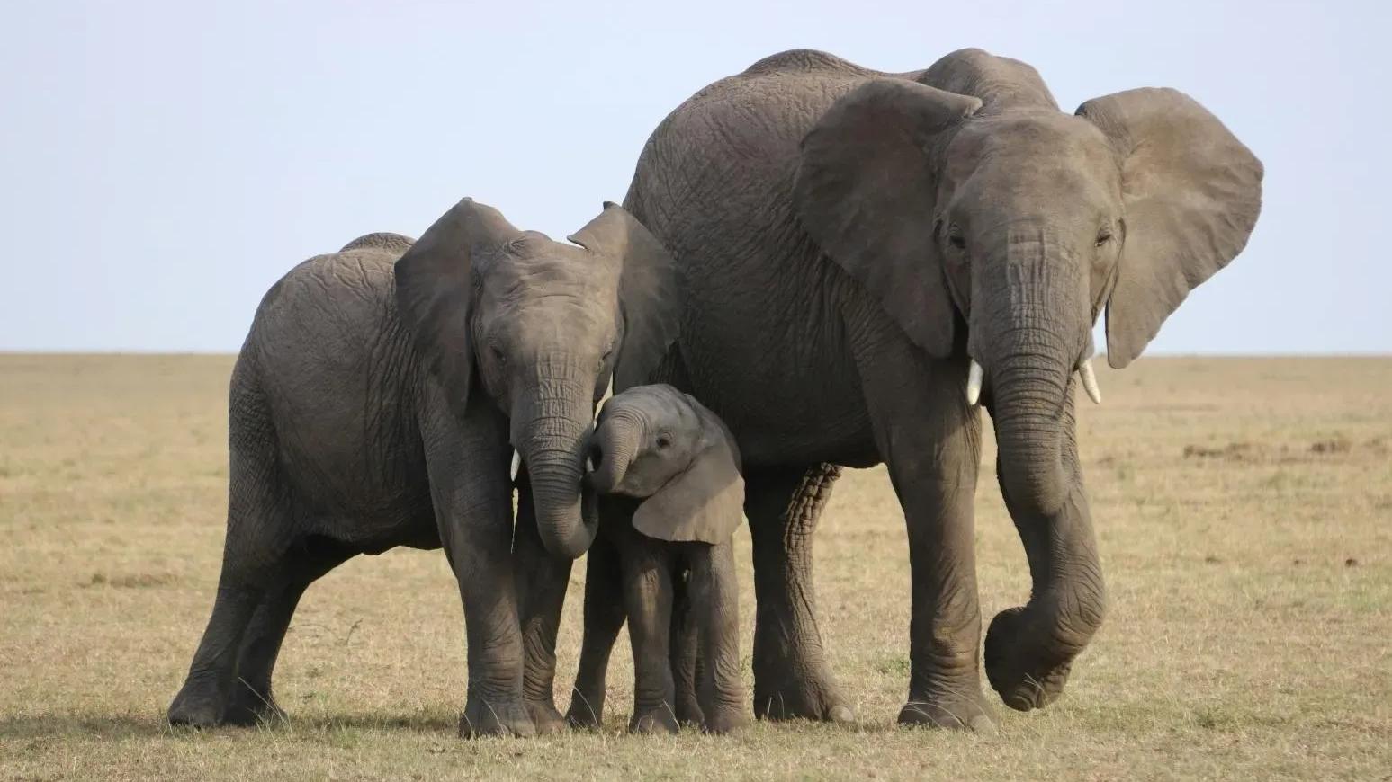 納米比亞百年乾旱釀糧食危機　斑馬、河馬、大象等700隻野生動物被宰予災民食用