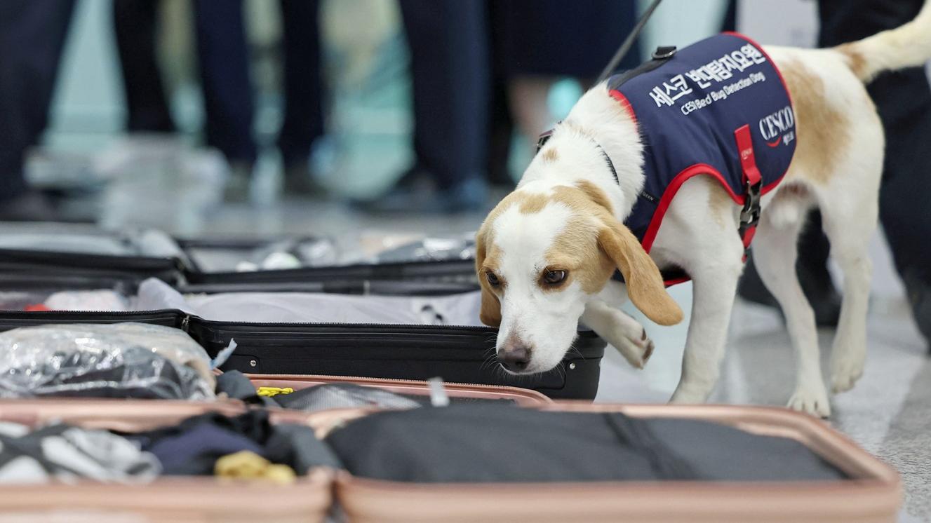 Ceco是南韓首隻、也是唯一經過訓練，能嗅出床蝨釋放的費洛蒙(Pheromone)氣味的工作犬。(路透社)