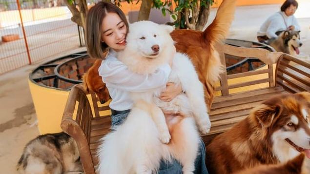 越南大叻市出租狗狗供遊客拍照的服務盛行。(互聯網)