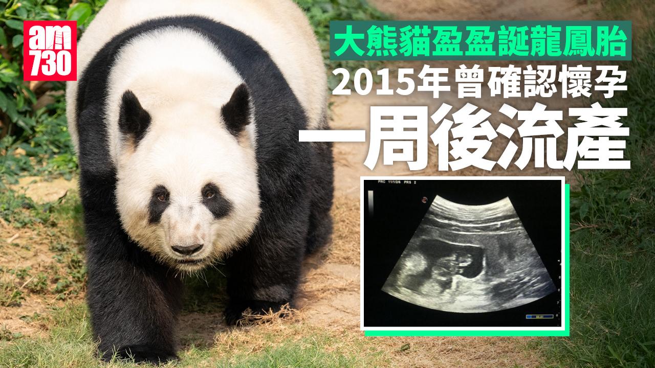 大熊貓盈盈誕下龍鳳胎　2015年曾確認懷孕惜一周後流產