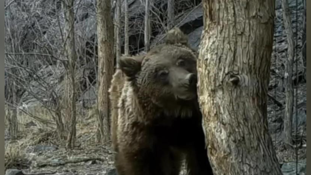 全球僅50隻絕罕「戈壁熊」蒙古曝光！較熊貓更罕見(有片)