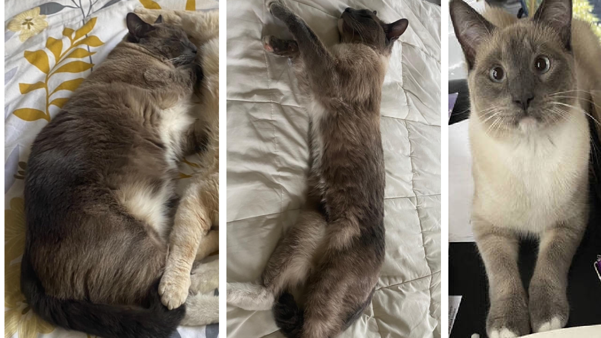 夫婦帶貓露營即走失 貓咪流浪2個月終返家 失近半體重 肥貓變瘦貓(有片)