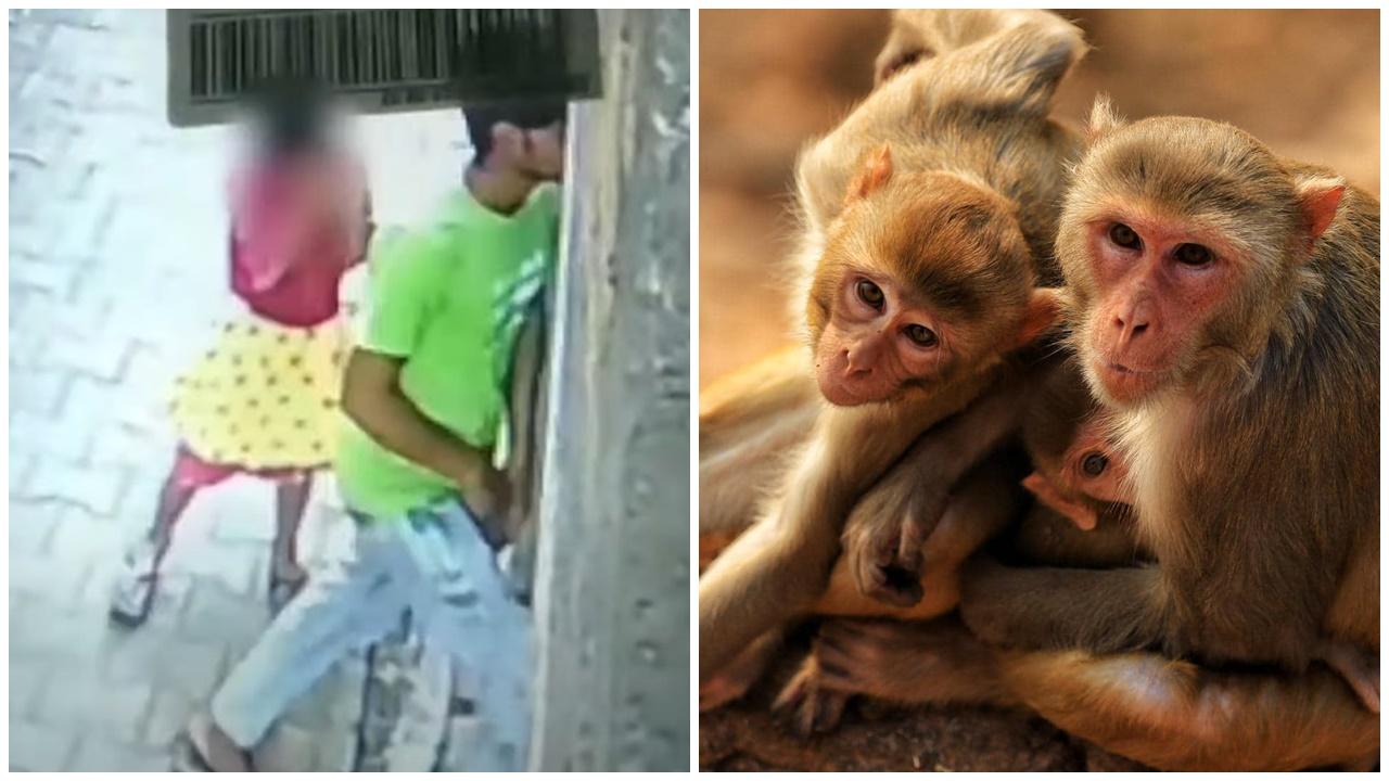 印度6歲女童遭色魔誘拐，猴子軍團竟殺出相救。