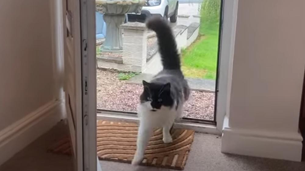 賓士貓不幸溺斃，火化4日後竟大搖大擺回家嚇壞家人。(YouTube)