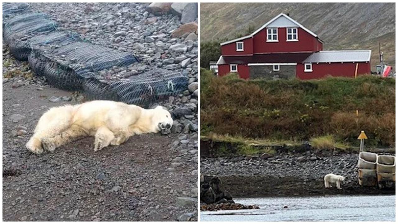 北極熊疑乘浮冰到冰島，摷垃圾嚇壞居民慘遭射殺。(網上圖片)