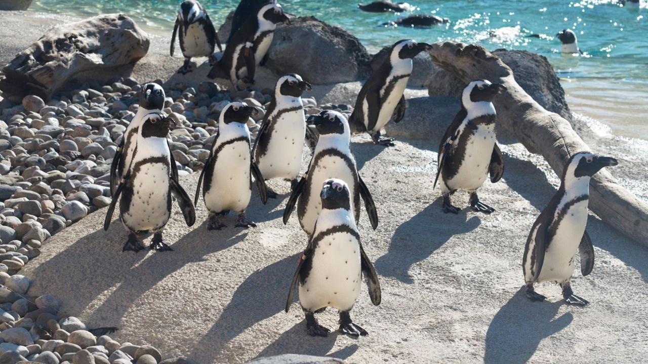 非洲企鵝「貪心先生」子孫230隻，避免種族滅絕，33歲高齡被安樂死。(X)