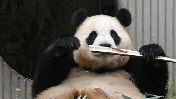 大熊貓「福寶」活動量減戲水行為增等，判斷進入假懷孕狀態。(微博)