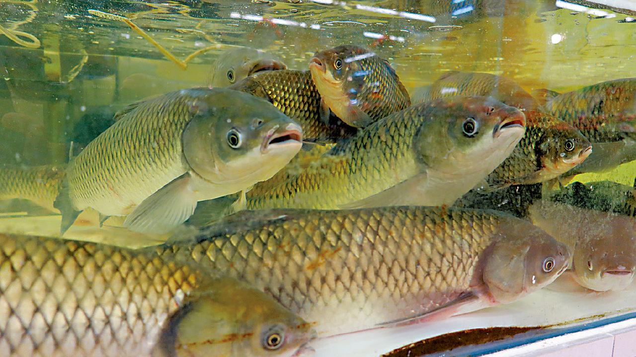 侵入性乙型鏈球菌個案累計40宗 專家：勿徒手觸碰活海鮮