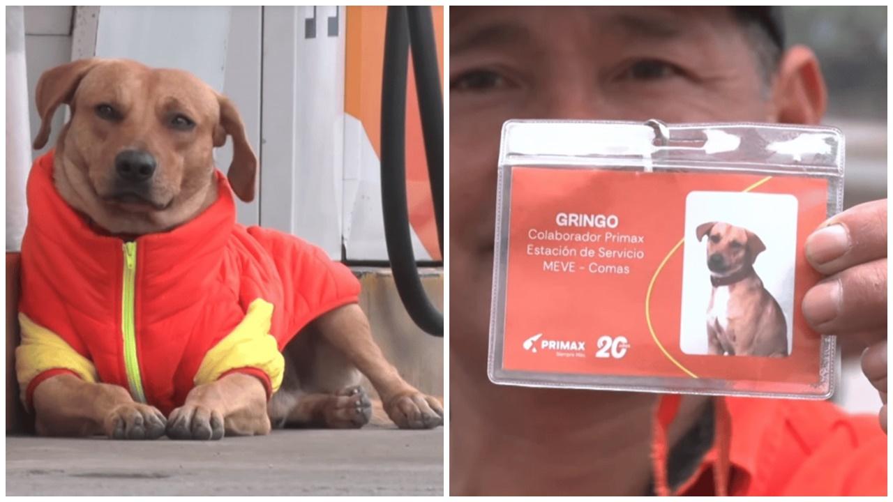 加油站浪浪擊退持刀劫匪，英勇事跡傳回總公司令狗生大逆轉。(X)