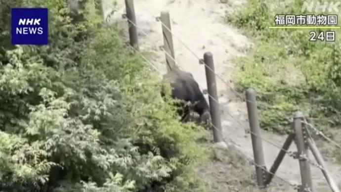 幼象從欄柵繩子的縫隙鑽出。(互聯網)