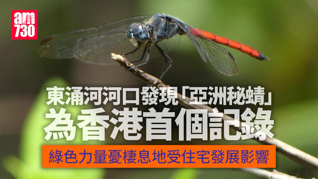 綠色力量東涌河河口首次發現亞洲秘蜻 促當局避涉濕地土地改劃
