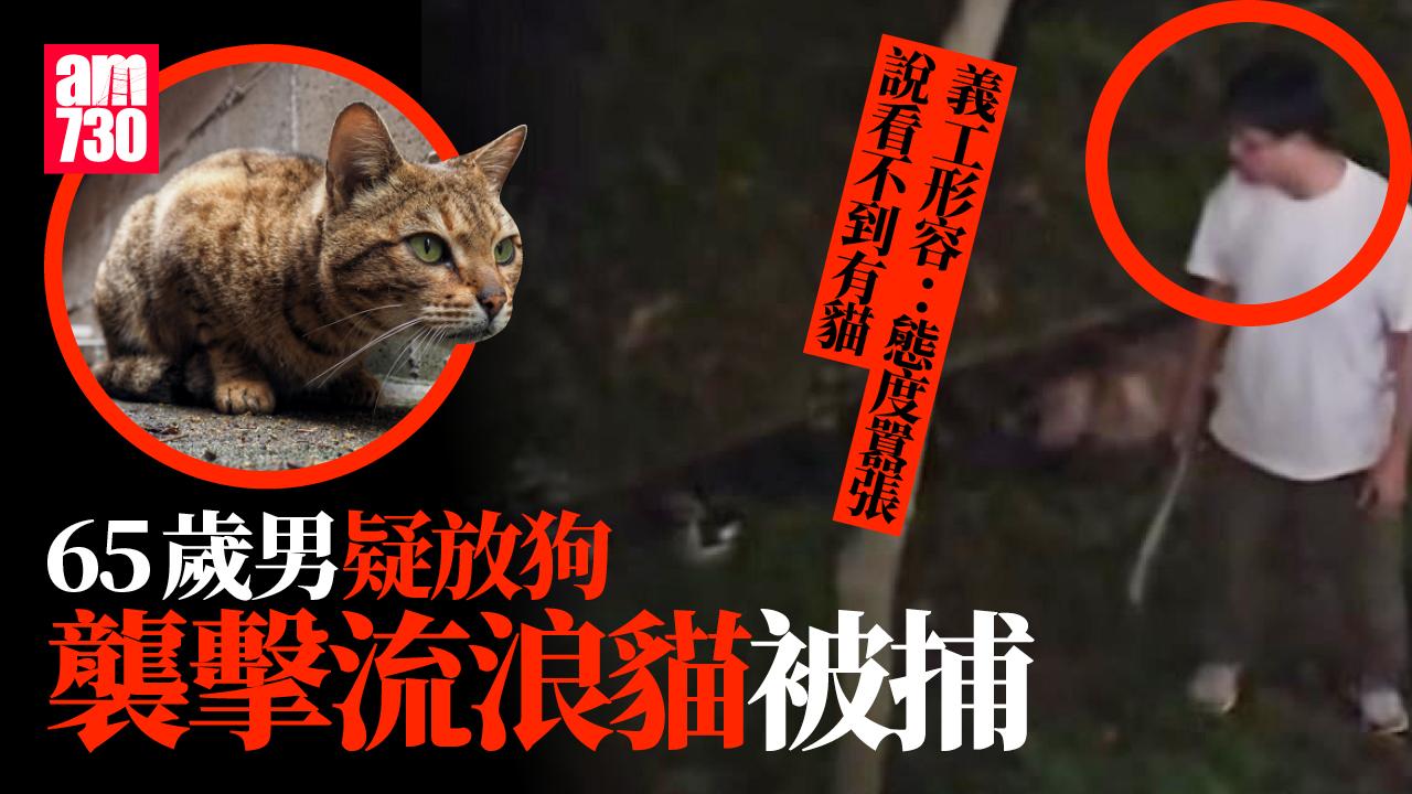 元朗漢疑放狗襲擊流浪貓　65歲男涉虐待動物被捕(有片)