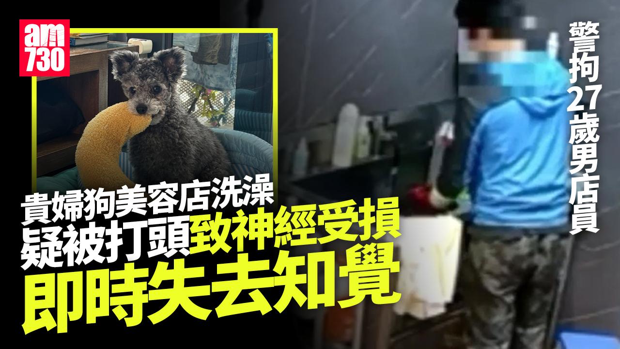 貴婦狗美容店洗澡疑被打頭致神經受損　警拘27歲男店員