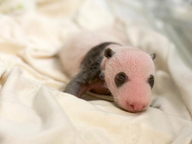 南區區議會推出「處處有熊貓」活動（海洋公園圖片）